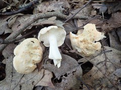 Hydnum subtilior