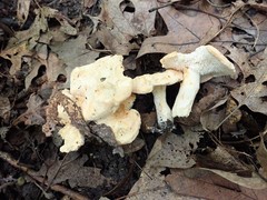 Hydnum subtilior