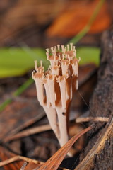 Artomyces austropiperatus