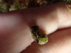 Haminoeidae