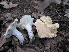 Hydnum subtilior