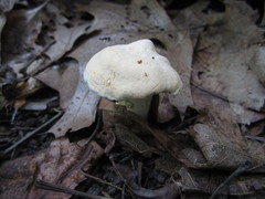 Hydnum subtilior