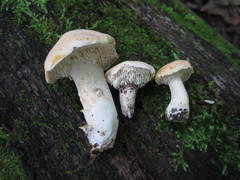 Hydnum subtilior