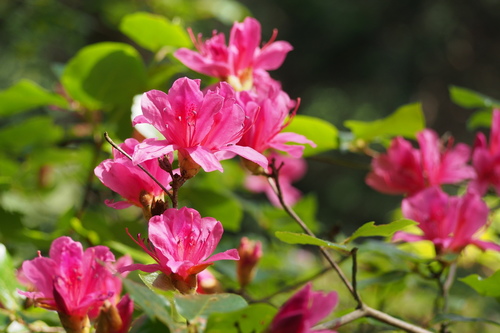 Rhododendron sanctum