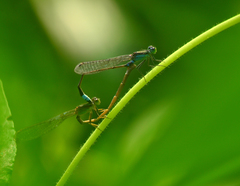 Ischnura senegalensis