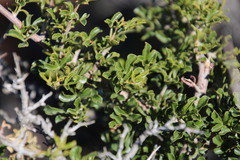 Searsia burchellii