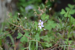 Oxalis alpina