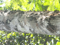 Tamiops mcclellandii