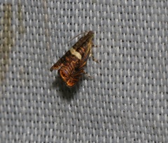 Hilarographa shehkonga