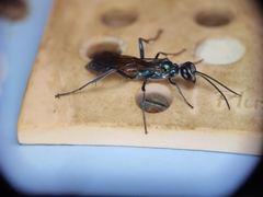 Chalybion bengalense