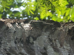 Tamiops mcclellandii