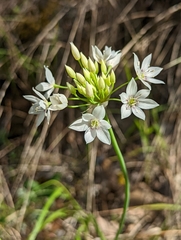 Allium membranaceum