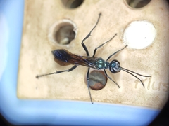 Chalybion bengalense