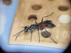 Chalybion bengalense