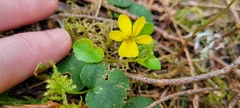 Viola orbiculata
