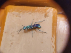 Chalybion bengalense