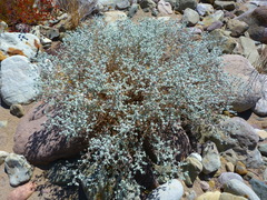 Brickellia nevinii