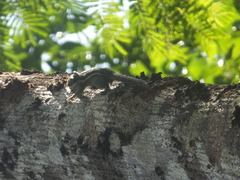 Tamiops mcclellandii