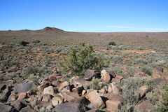 Searsia burchellii
