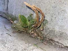 Plantago major