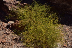 Eriogonum galioides