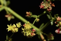 Eriogonum galioides