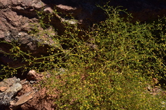 Eriogonum galioides