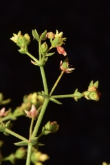 Eriogonum galioides