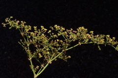 Eriogonum galioides