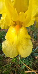 Iris × hybrida