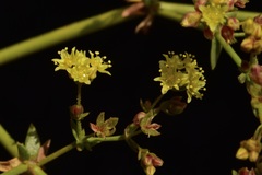 Eriogonum galioides