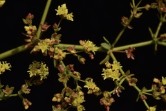 Eriogonum galioides