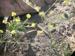 Sceloporus occidentalis