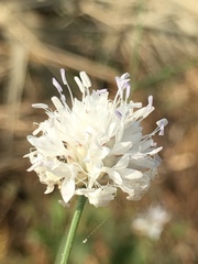 Cephalaria joppensis