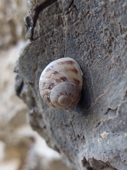 Cornu aspersum