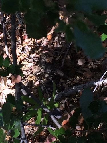 iNaturalist observation photo of Western Fence Lizard