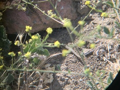 Sceloporus occidentalis