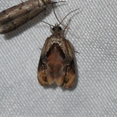 Zomaria interruptolineana