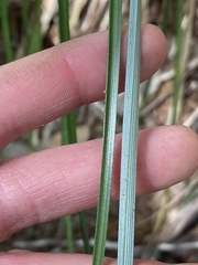 Xerophyllum tenax