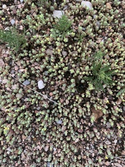 Sedum nuttallii
