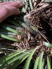Xerophyllum tenax