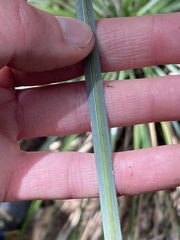 Xerophyllum tenax
