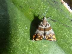 Ornarantia xutholopa