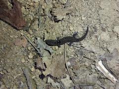 Sphaerodactylus grandisquamis