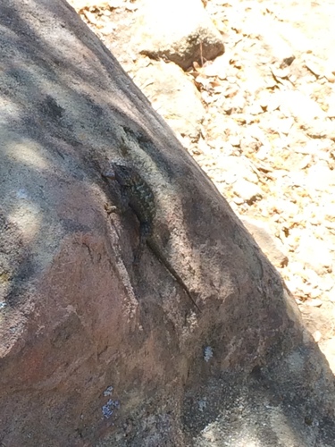 iNaturalist observation photo of Western Fence Lizard