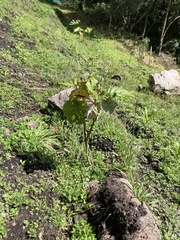 Solanum betaceum