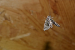 Hammaptera parinotata