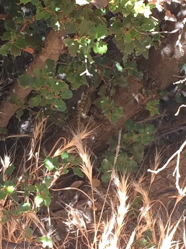 iNaturalist observation photo of Western Fence Lizard