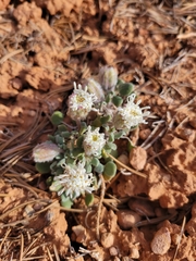 Chamaechaenactis scaposa