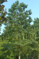 Catalpa bungei